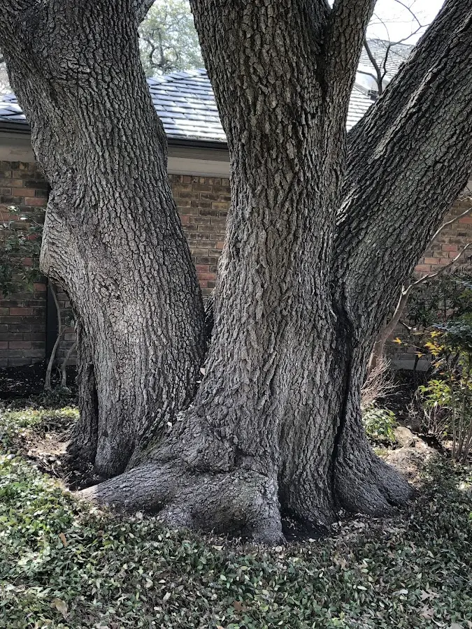 Mature heritage tree close to a Coal City property cared for by certified arborists